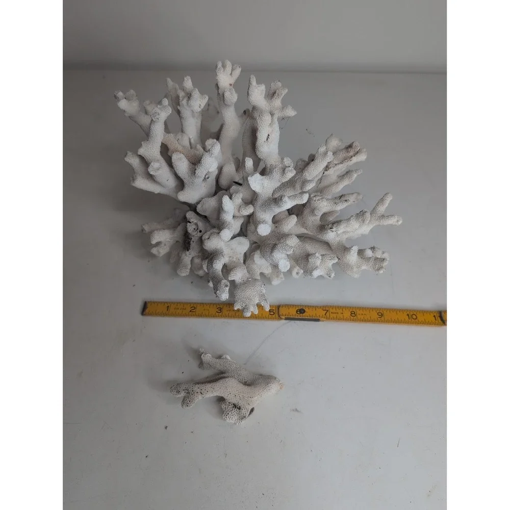 Coral Reef Cluster Specimen - 9